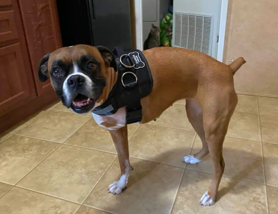 Best Dog Harness For Amputee Dogs & Their Caregivers