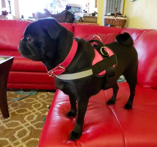 Best Dog Harness For Barrel-Chested Dogs