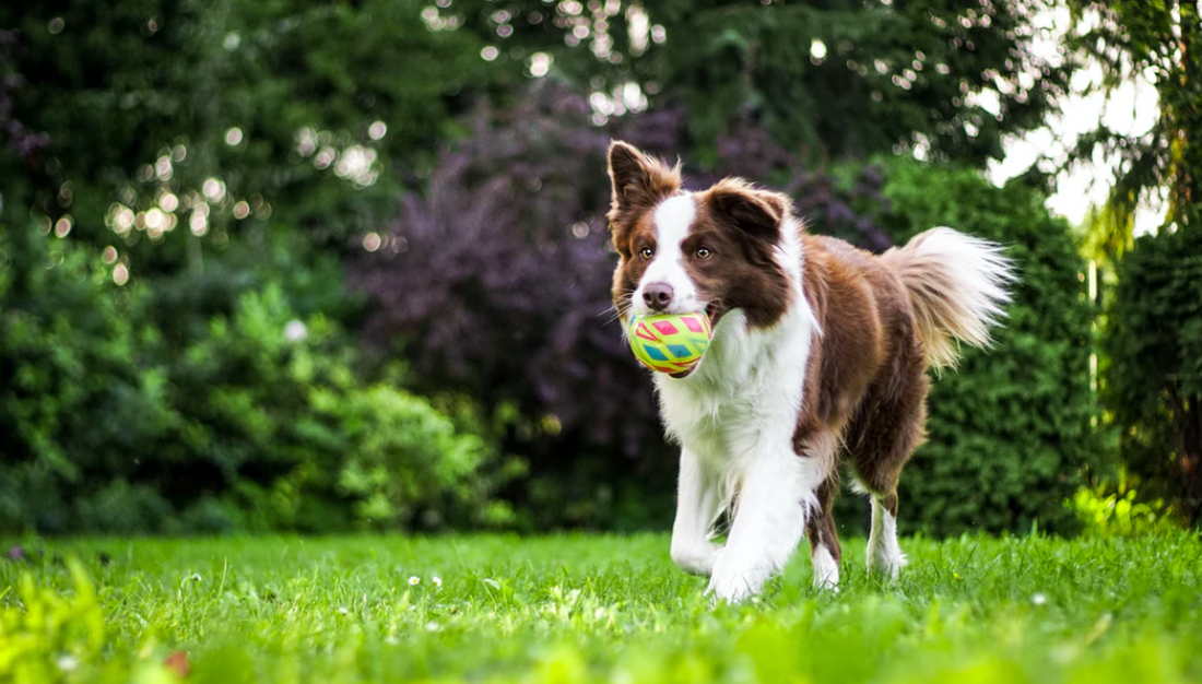 Best Dog Harness For Border Collies | Joyride Harness Testimonials