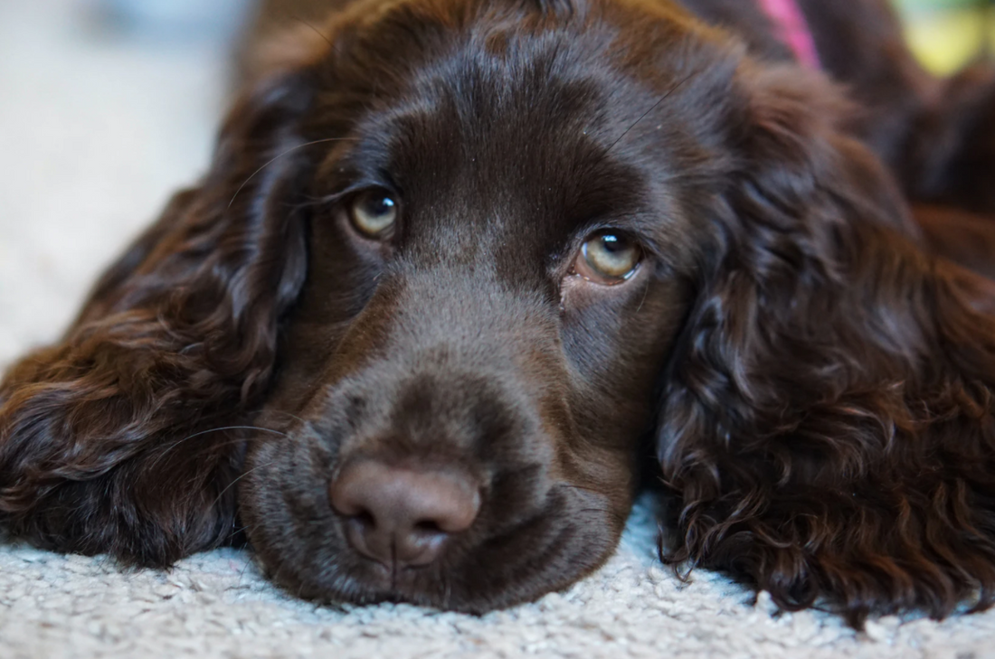 Best Dog Harness For Cocker Spaniels | Joyride Harness Reviews