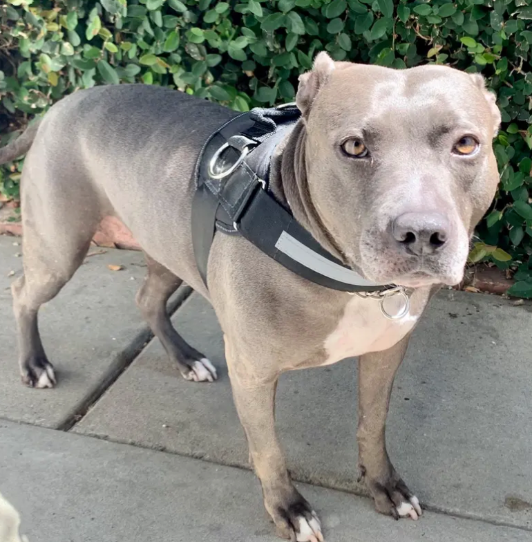 Best Dog Harness For Rescues | Joyride Harness Customer Reviews