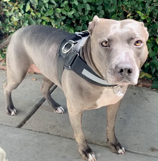 Best Dog Harness For Rescues | Joyride Harness Customer Reviews