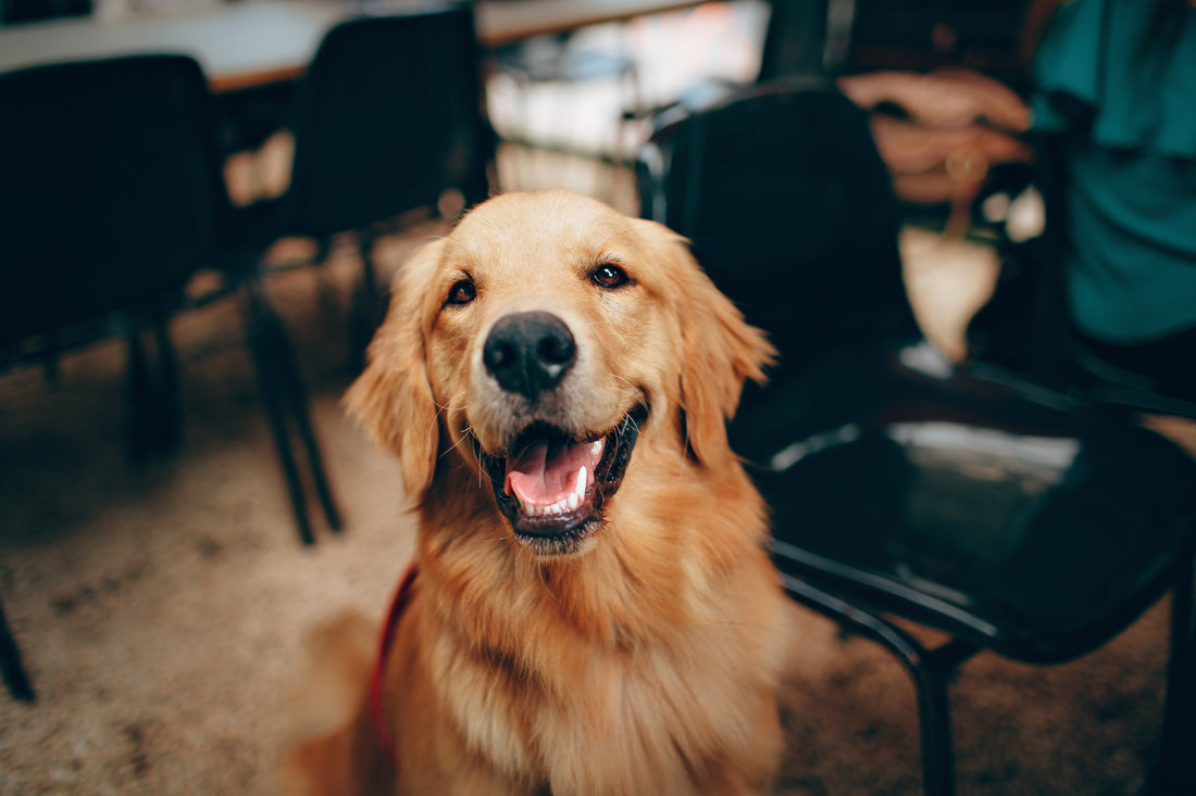 The Best Dog Harnesses for Golden Retrievers in 2022