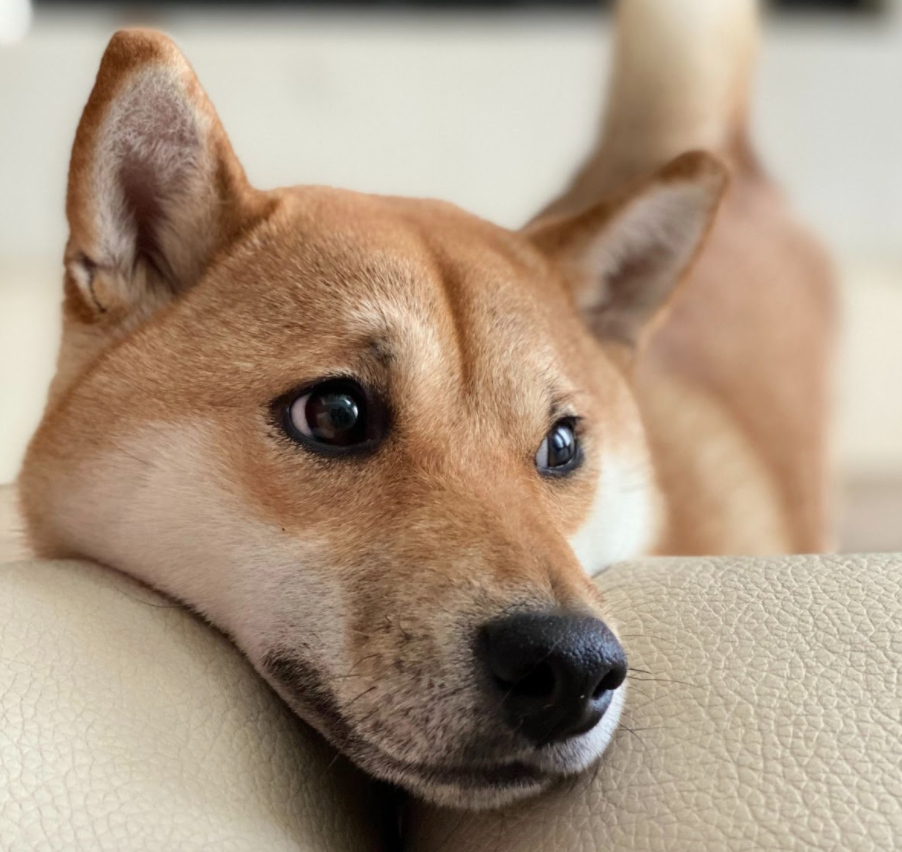 What is the Best Dog Harness for a Shiba Inu?