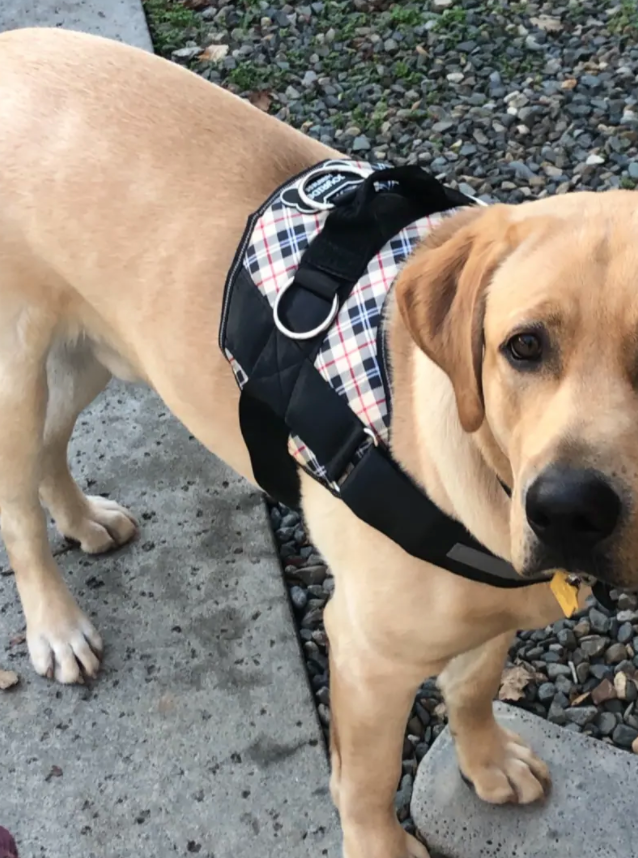 Best Walking Harness For Strong Dogs | Joyride Harness Customer Reviews