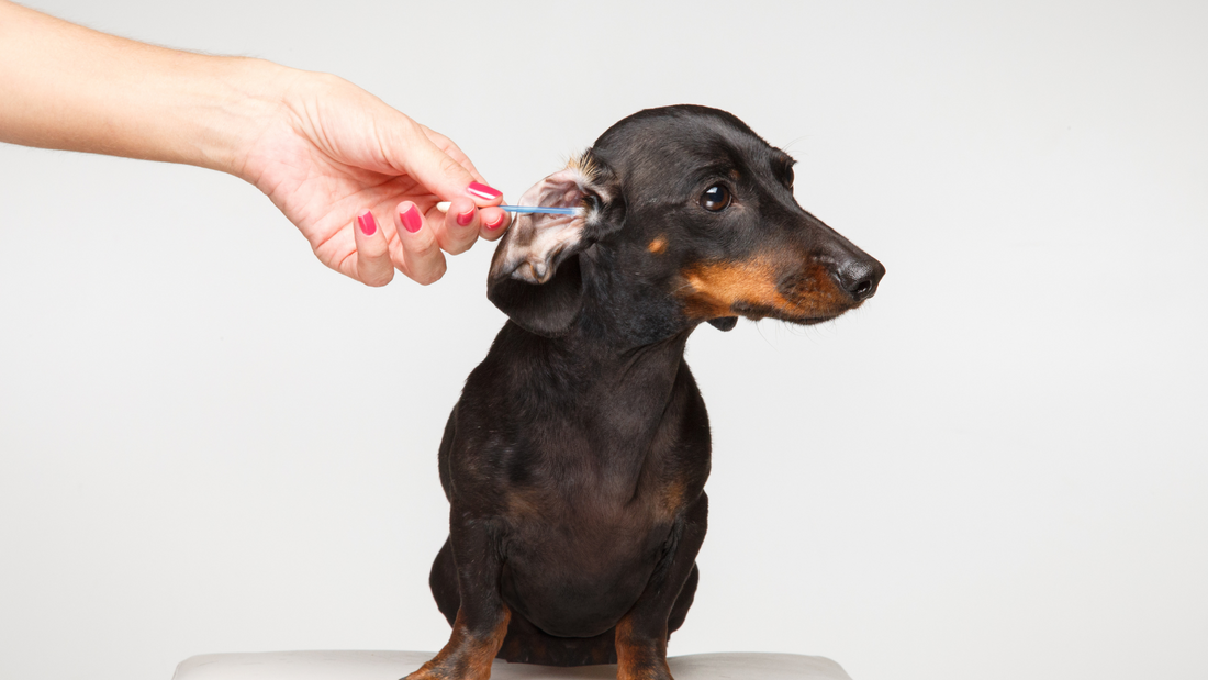 When To Clean My Dog's Ears? Signs and Symptoms