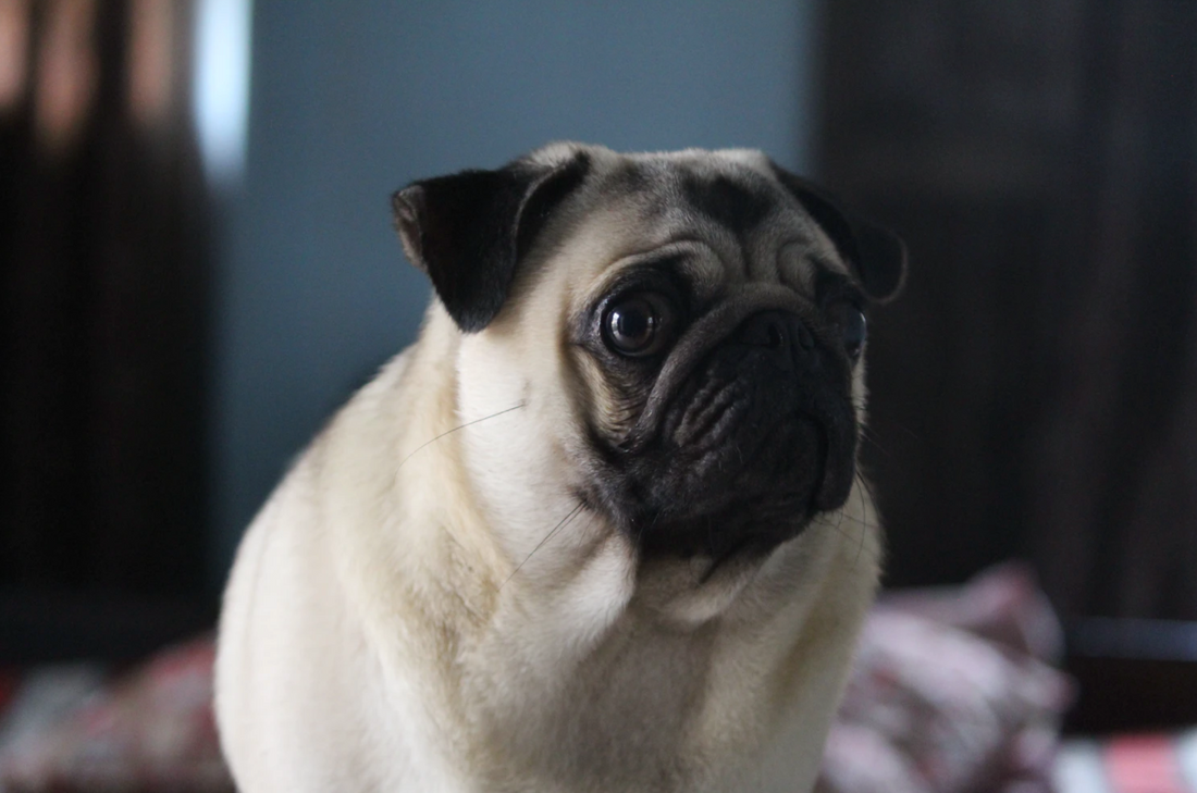 Brachycephalic Dogs: What Every Owner Should Know