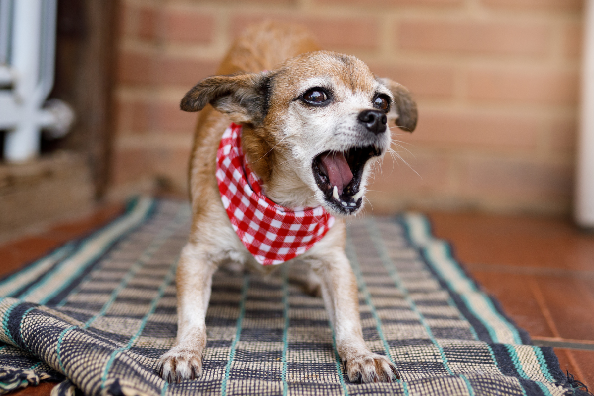 How to Calm a Dog That Won’t Stop Barking | Joyride Harness - Ways To Calm A Barking Dog On A Crowded Bus