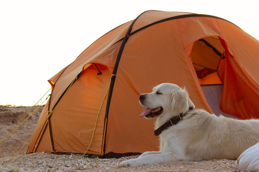 Camping Necessities for Dogs : A Quick Checklist