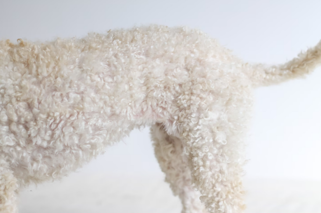 Can dogs hurt themselves by over-grooming?