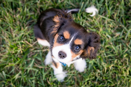 A tri-color Cavalier King Charles Spaniel puppy sitting on grass looking up at camera