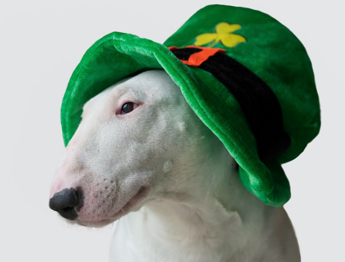 How To Celebrate St. Patrick's Day When You're A Dog Owner