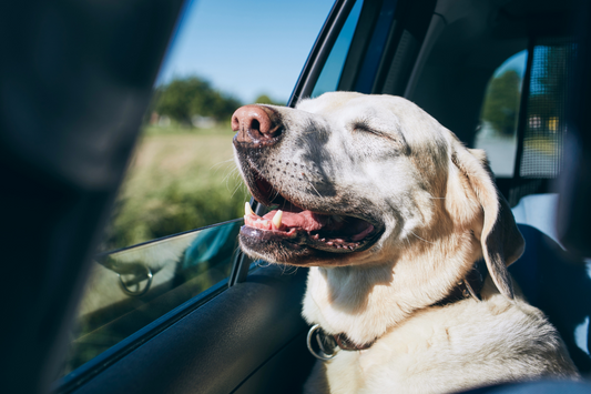 Summer Safety Checklist for Dog Parents