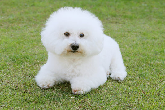 Choosing The Best Harness For Bichon Frise 2024