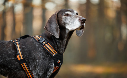 Collars for Dogs