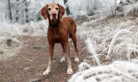 Best Dog Harness For Cold Weather