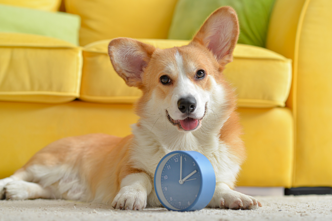 How Does Daylight Saving Time Affect Dogs?