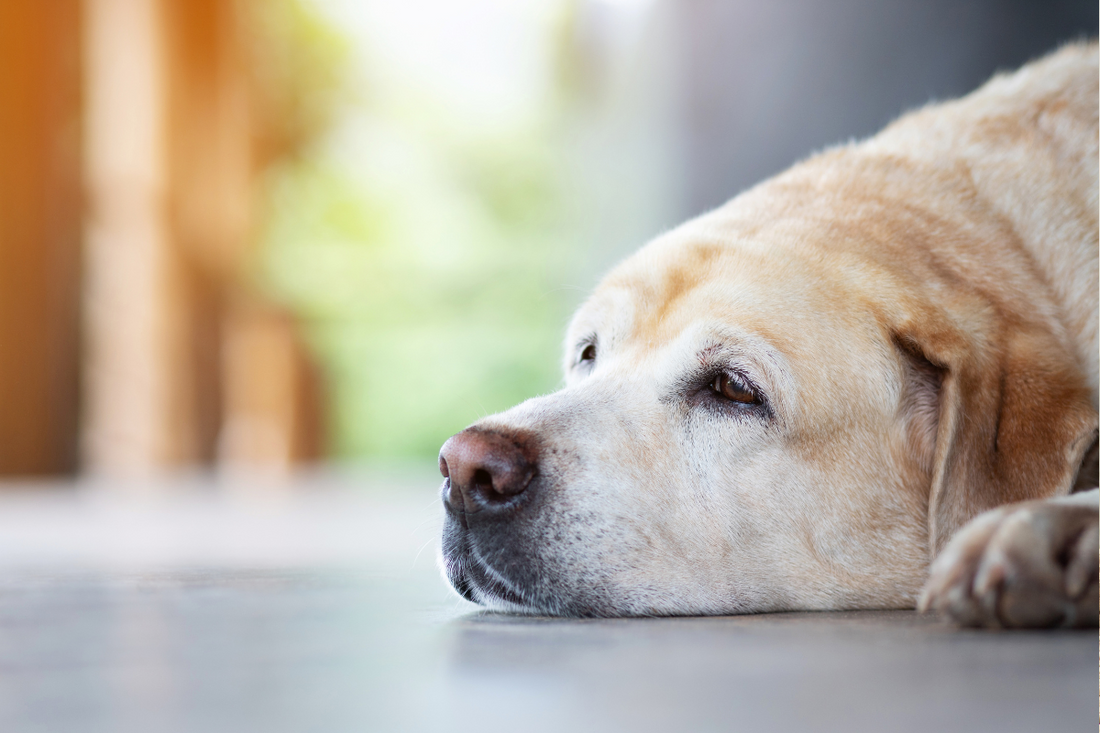 Do Dogs Grieve?