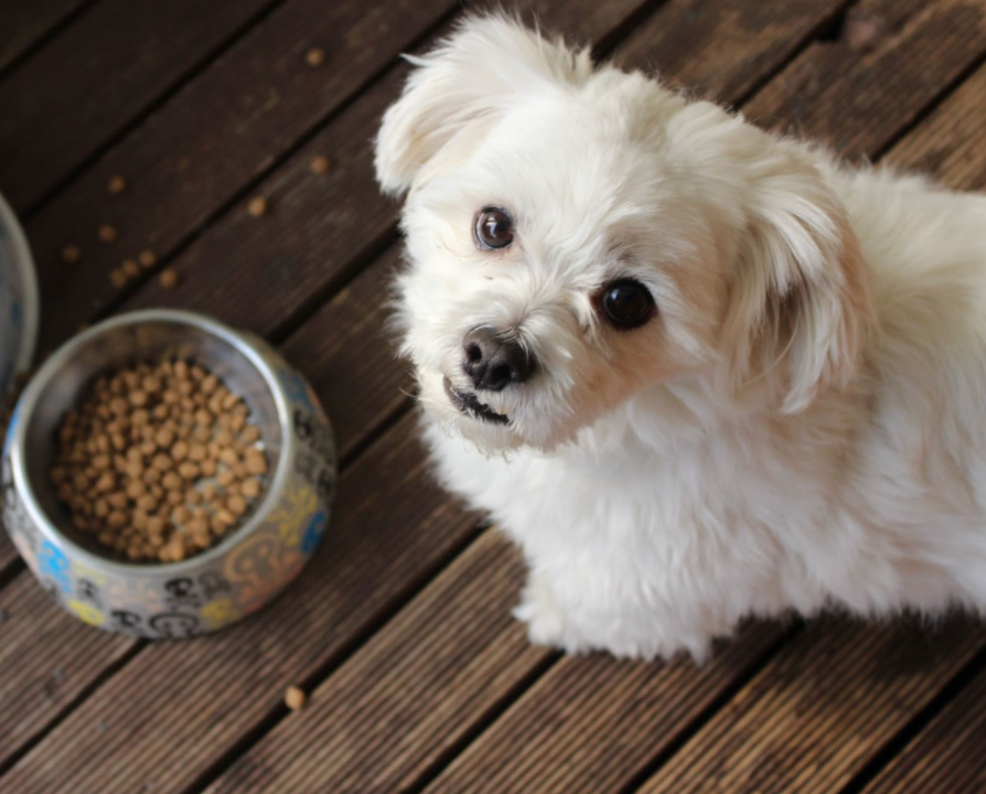 Do Dogs Need Carbohydrates?