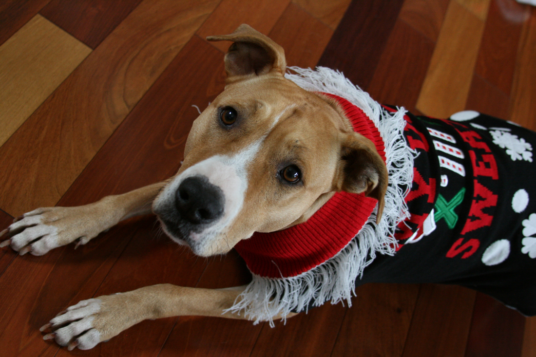 Do Dogs Really Need Sweaters?