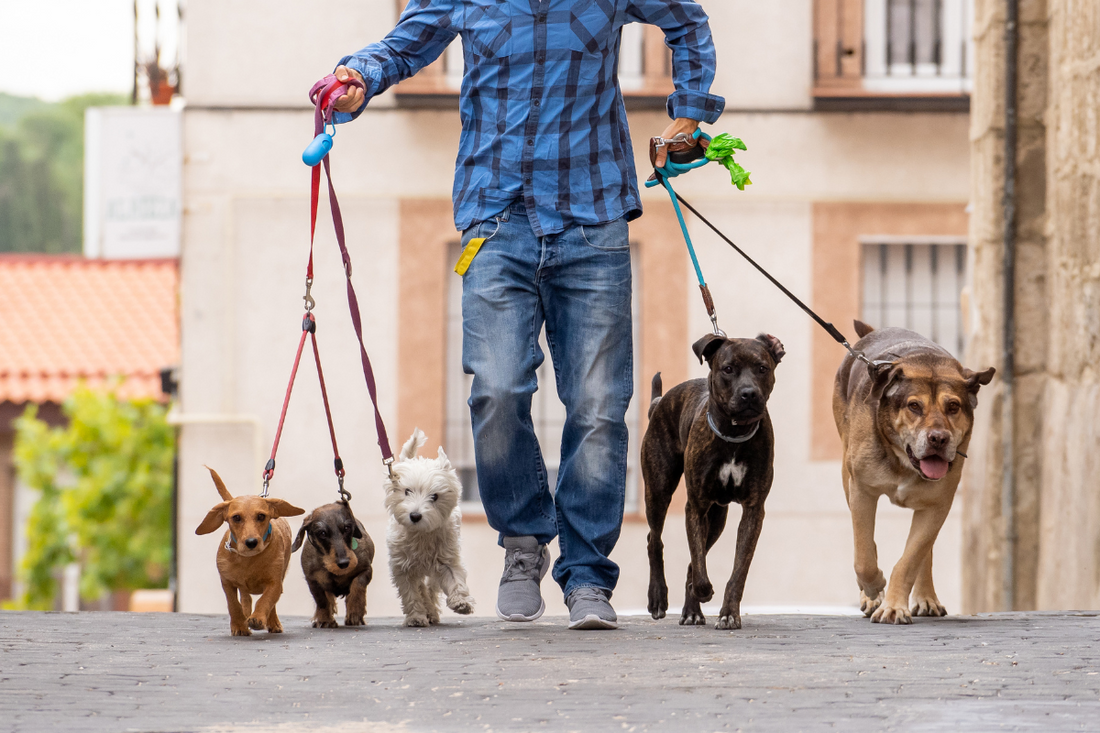 When Does Your Dog Stop Growing?