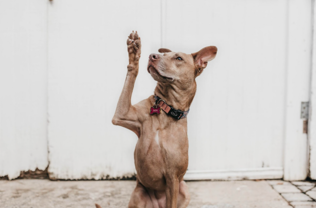 Cute or Concerning? Dog Behaviors You Should Watch For