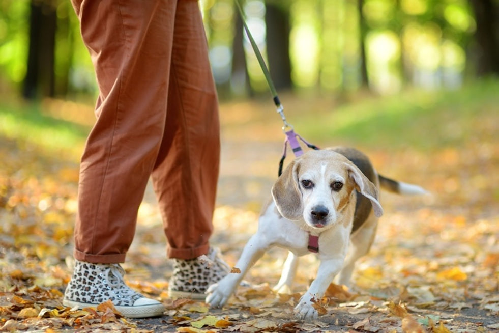 dog walking leash training a puppy that pulls