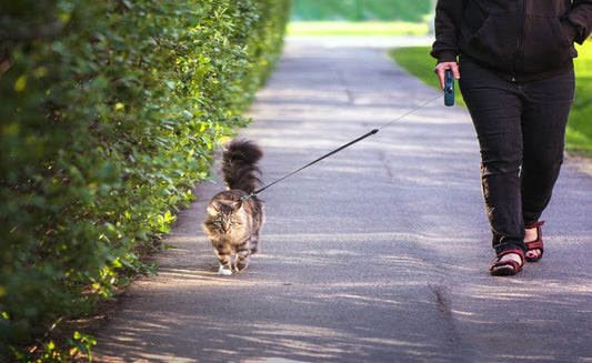 Dog Harness for a Cat​