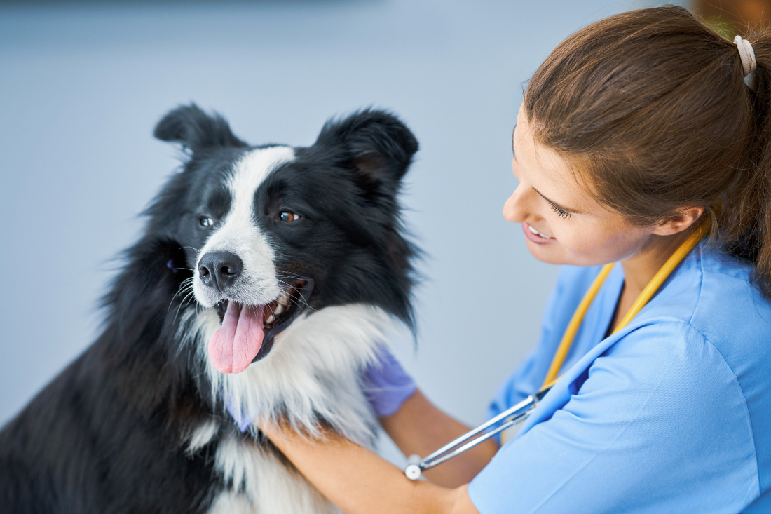 Is Your Dog Safe from Heartworms? Here's Every Dog Parent Should Know
