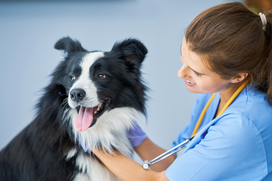 Is Your Dog Safe from Heartworms? Here's Every Dog Parent Should Know