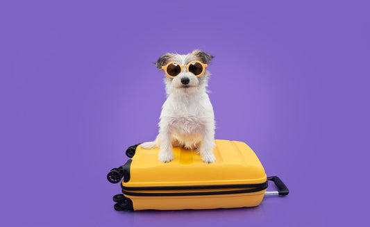 Dog Travel Accessories