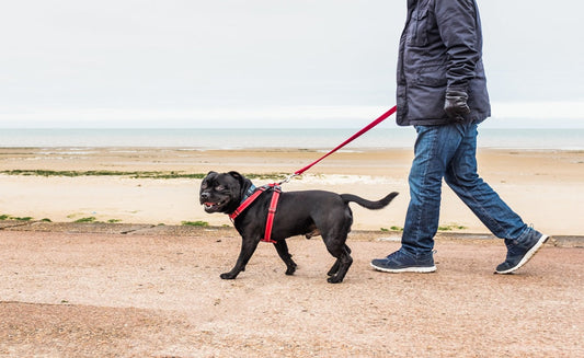 Can a Dog Wear a Harness All the Time?