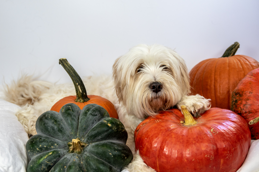 Easy Nutrition Tips for Your Dog in October