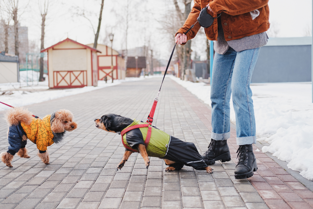 Understanding and Handling Fear Aggression in Dogs