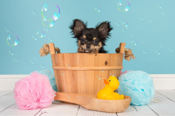 The Ultimate Guide to Dog Grooming: From Bathing to Nail Trimming