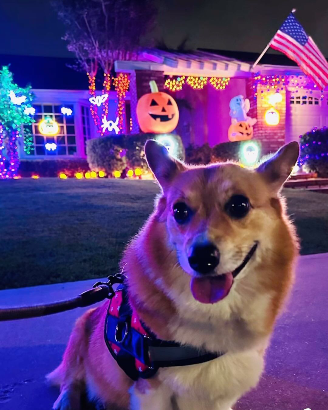 How to Include Your Dog in Halloween Fun (Safely!)