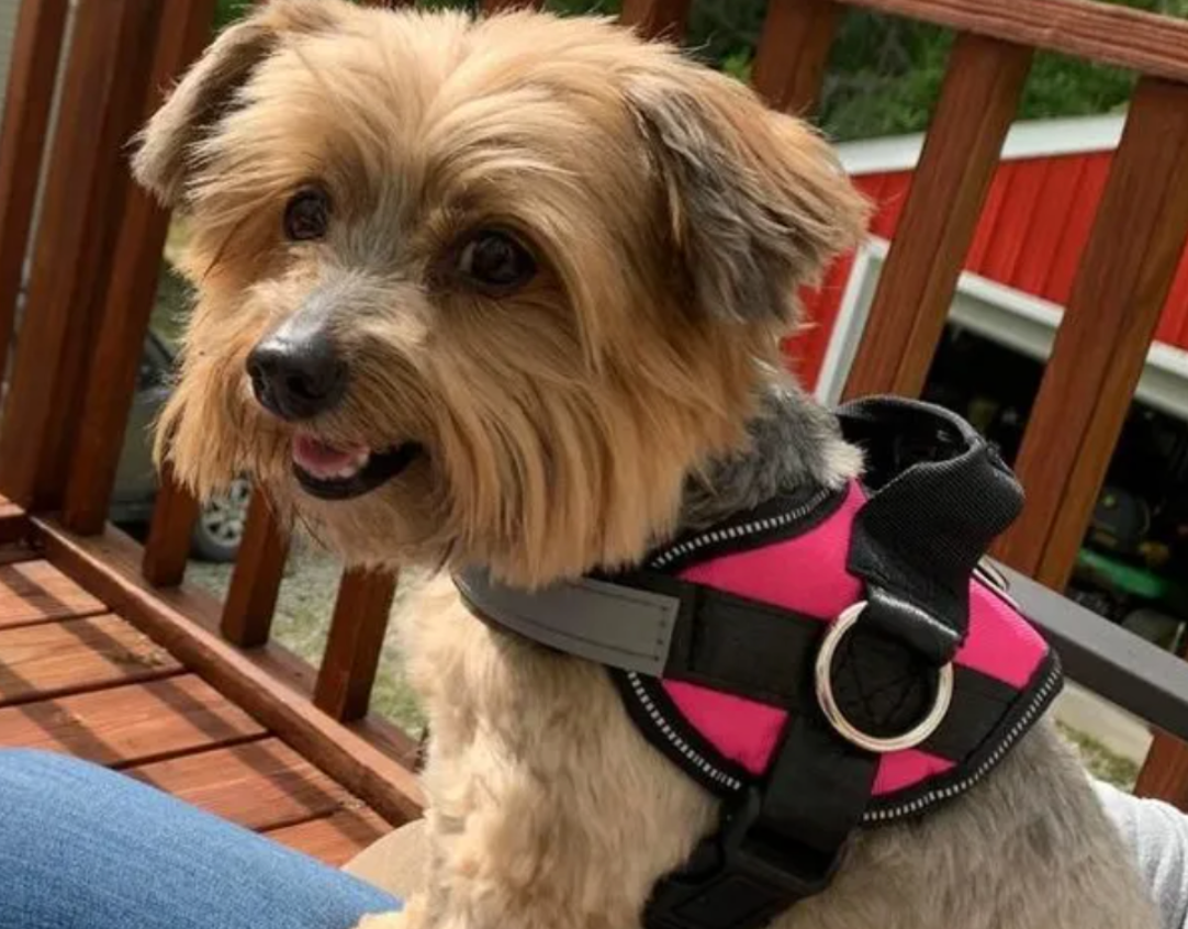 The Top-Rated Harness For Small Dogs