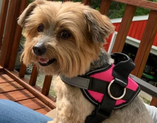 The Top-Rated Harness For Small Dogs