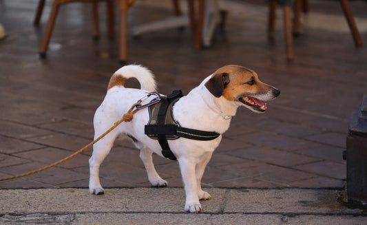 Harness vs Collar vs Leash