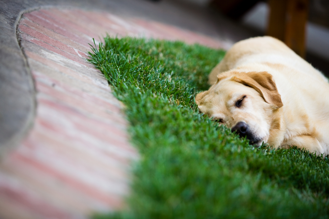 How Can I Prevent Heatstroke In My Pet?