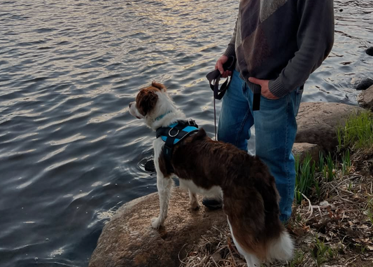 How Often Should You Walk Your Dog?