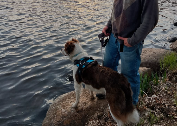 How Often Should You Walk Your Dog?