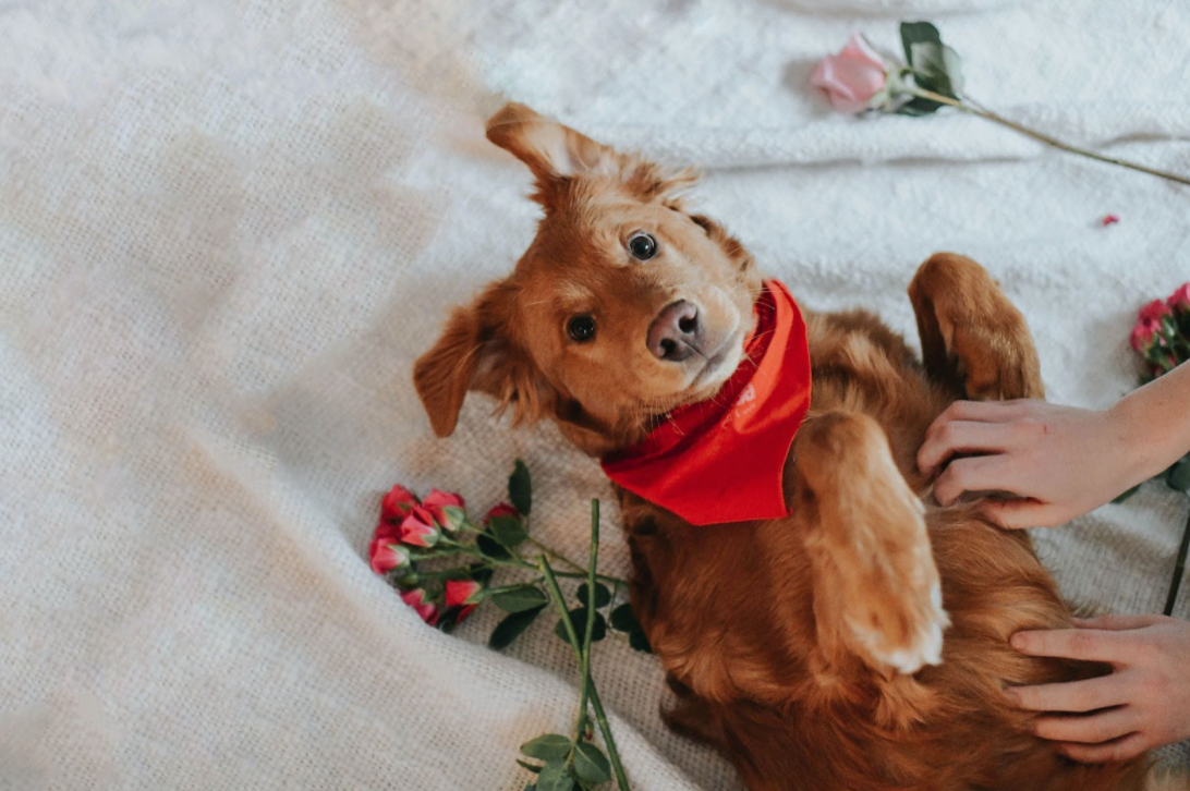 How to Celebrate Valentine's Day With Your Dog