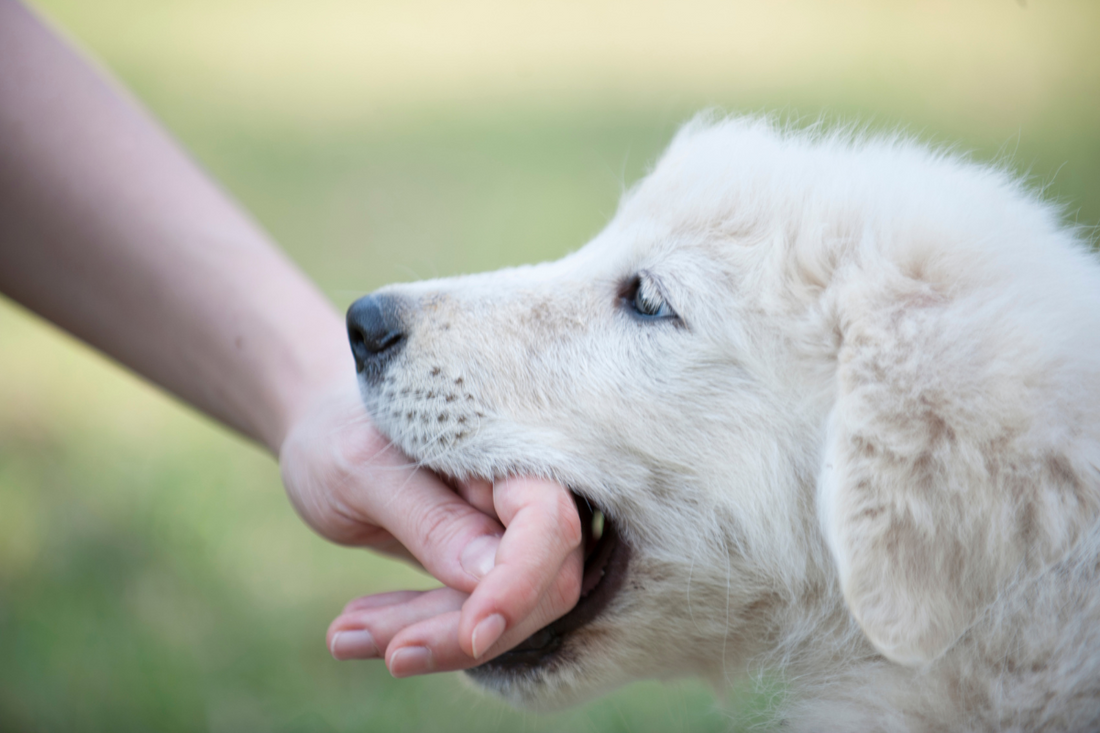 How to Stop a Puppy from Biting (Without Losing Your Mind!)