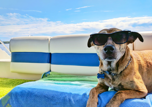 How to Travel With Your Dog This Summer: Tips & Info