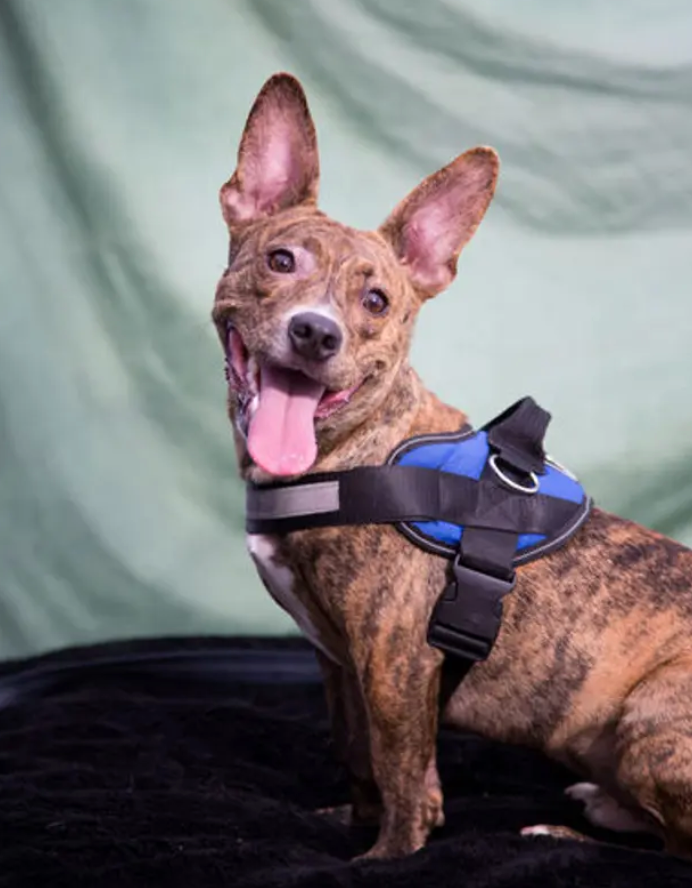 a brindle dog with prick ears wearing a blue harness 