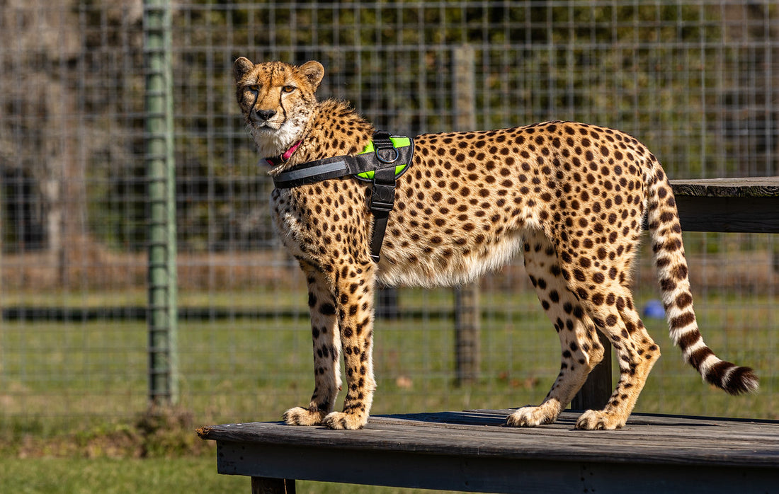 This Dog Harness Works For Cheetahs, Too! | Exclusive Interview