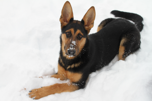 Why Dog Grooming Is so Important in Winter?