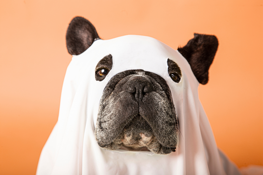 Introducing Your Dog to Trick-or-Treaters: Managing Excitement & Anxiety