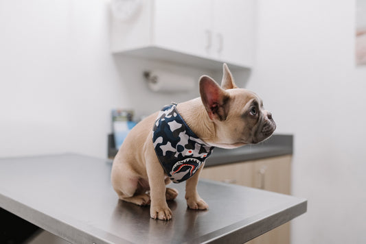Is Pet Insurance Worth the Cost?